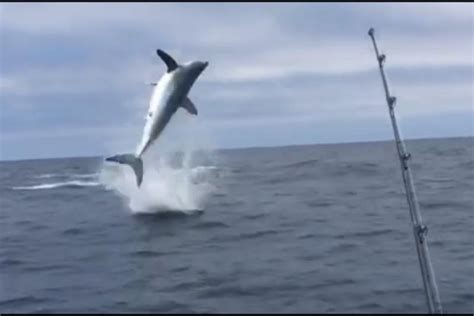 Watch: Mako shark soars high above the water - UPI.com