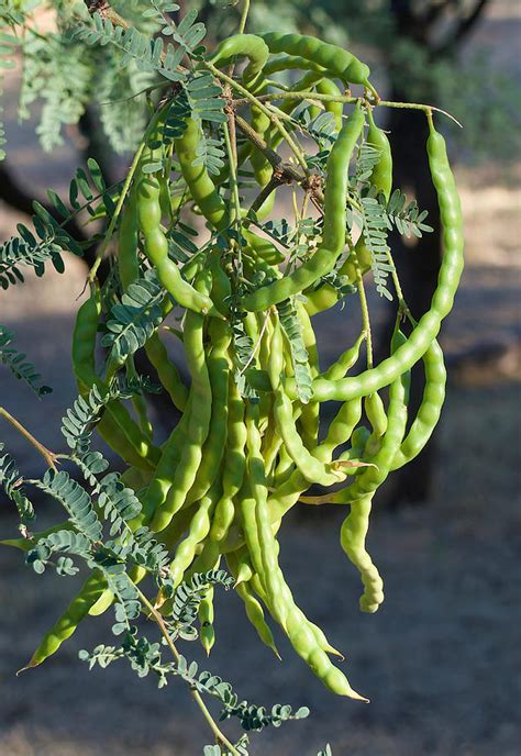 Edible Mesquite Pods Photograph by Robert Leach - Fine Art America