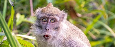 Long-Tailed Macaques: A Vulnerable Species - Faunalytics