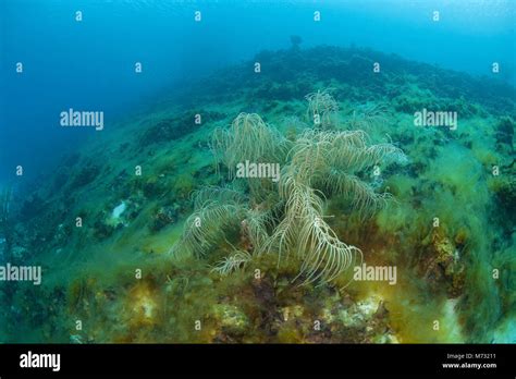 Algae overrun a dead coral reef, Curacao, Netherlands Antilles, Caribbean, Caribbean sea Stock ...