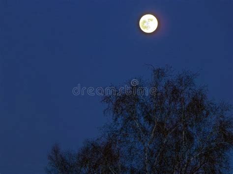 Full Moon in the Forest. a Dry Tree with a Full Moon Stock Photo - Image of midnight, dark ...