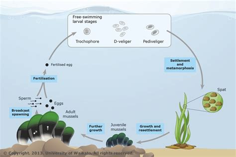 Mussel life cycle — Science Learning Hub