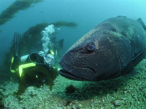 Giant (Black) Sea Bass - Channel Islands National Park (U.S. National Park Service)