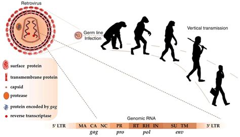 Viral remnants in our genome a possible cause of auto-immunity? – A ...