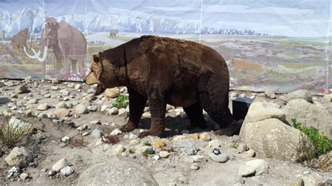 DNA evidence shows huge cave bears mated with brown bears before they ...