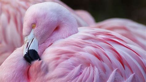 How Do Baby Flamingos Become Pink? | Flamingo, Tropical birds, Birds