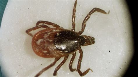 Lyme-spreading ticks so common thanks to mild winters, some places stop testing | CTV News