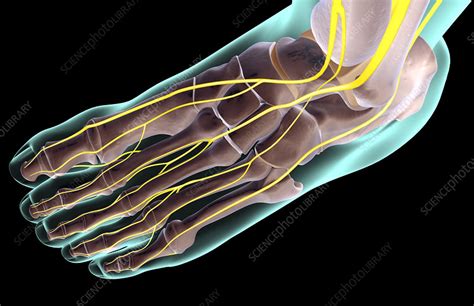 Plantar Foot Nerve Anatomy