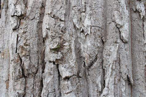 dry tree bark texture background - Image 7922206 Stock Photo at Vecteezy