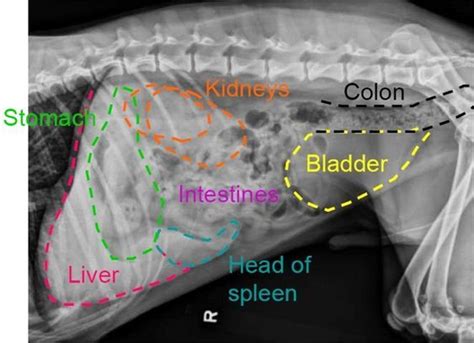 Canine Abdominal Radiograph Veterinary Radiology, Veterinary Studies, Veterinary Clinic ...