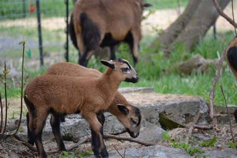 Barbados Blackbelly Sheep