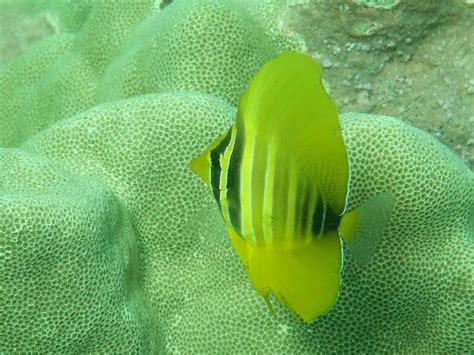 Kapalua Bay: Baby Fish Nursery – Go Snorkeling Hawaii