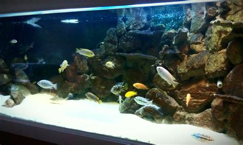 Lake Malawi and Aquarium Stocking Cichlids - Aquarium Advice