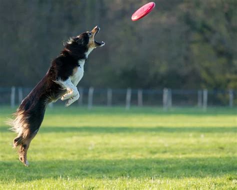 A Guide to Playing Dog Frisbee and Choosing the Perfect Disc For Your Dog - Dogschool.com