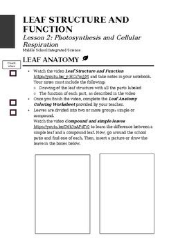 Leaf Structure and Function by Yiria Muniz | TPT