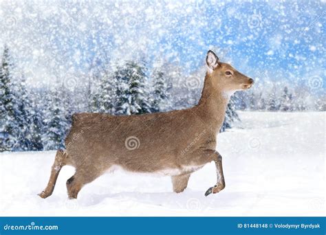 Deer in winter forest stock photo. Image of beauty, frost - 81448148