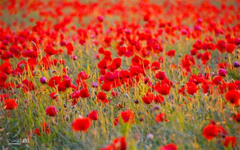 Poppy Field Wallpapers - Top Free Poppy Field Backgrounds - WallpaperAccess