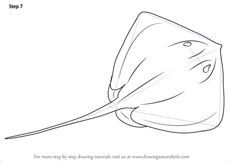 Learn How to Draw a Stingray (Fishes) Step by Step : Drawing Tutorials