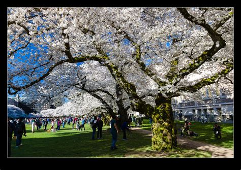 Cherry Blossoms at UW | RobsBlogs