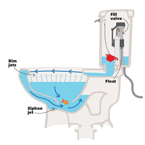 Diagram Of A Toilet Bowl