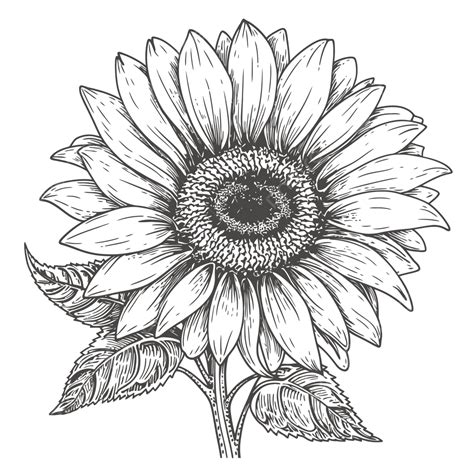 Drawing Of Sunflower In Black And White Outline Sketch Vector, Flower ...