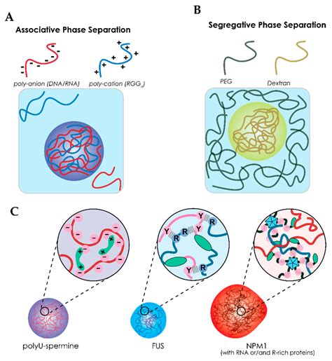 IJMS | Free Full-Text | Liquid–Liquid Phase Separation in Crowded Environments