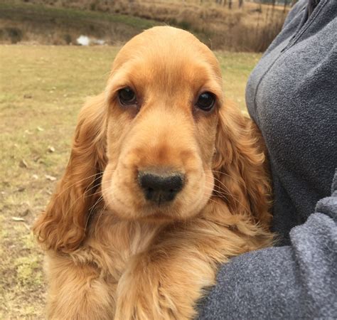 Beckham - English Cocker Spaniel Puppy - Kingaroy, Australia