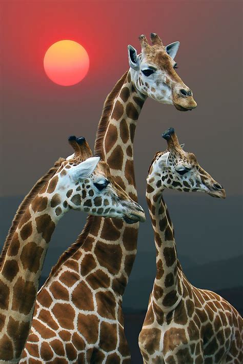 "SUNSET WITH GIRAFFES 3" by Michael Sheridan | Redbubble