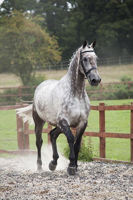 Dutch Warmblood Dapple Grey Horse Jumping