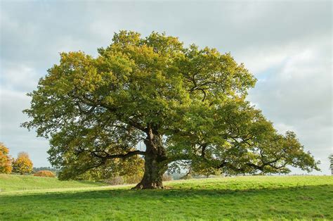 Oak, English | Arthur's Point Farm