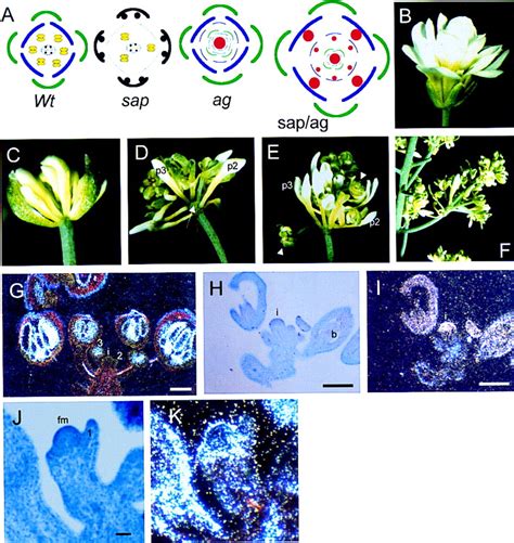 Arabidopsis STERILE APETALA, a multifunctional gene regulating inflorescence, flower, and ovule ...