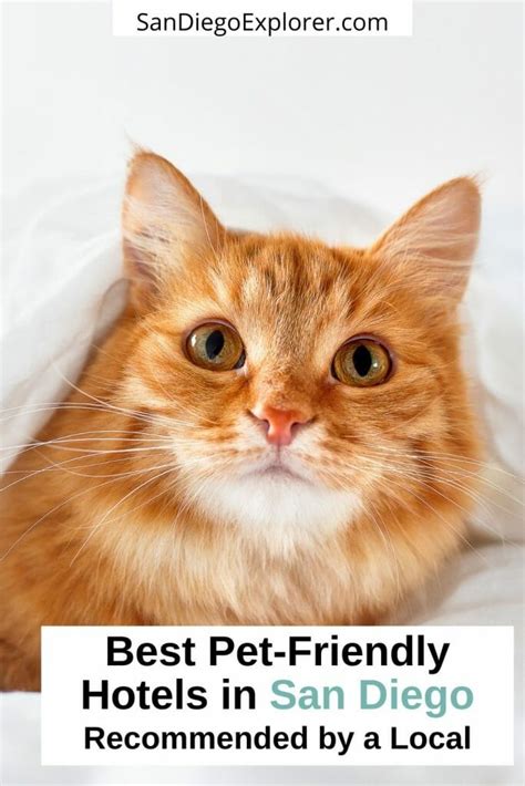 Amazing Pet-Friendly Hotels San Diego - Bring Fido & Co