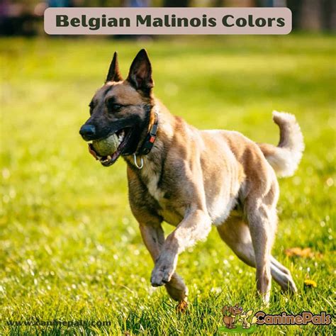 Complete Belgian Malinois Colors, Patterns and Pictures - Canine Pals