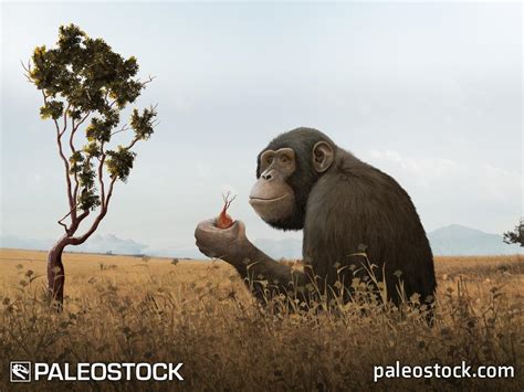 Ouranopithecus stock image – Studio 252MYA