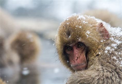 Jigokudani Monkey Park, Japan - | Amazing Places