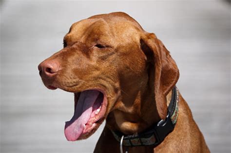 What you Need to Know About Dog Coughing