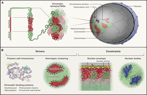 The Self-Organizing Genome: Principles of Genome Architecture and ...