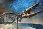 Tylosaurus Facts, Habitat, Diet, Fossils, Pictures