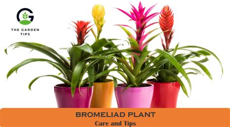 How to Care for Bromeliad Plant - The Garden Tips by Professional Gardeners