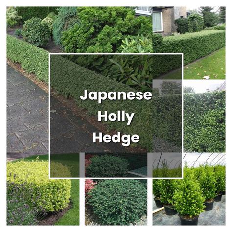 How to Grow Japanese Holly Hedge - Plant Care & Tips | NorwichGardener