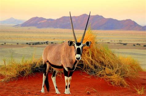 Namib Desert Lodge - Sand Dunes of Sossusvlei