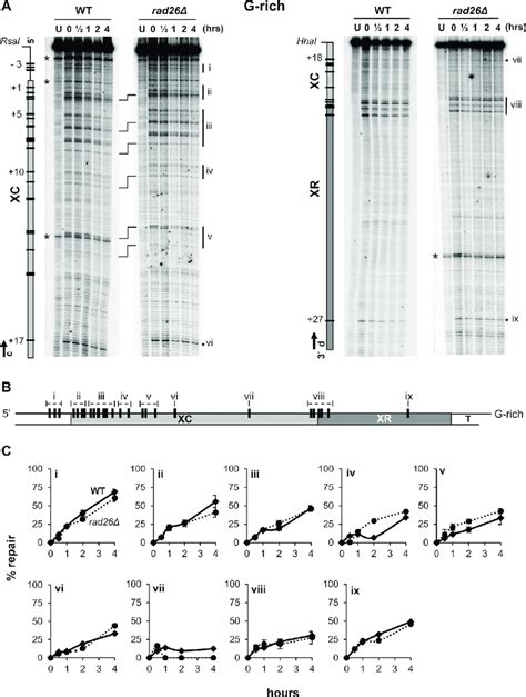 Repair of pyrimidine dimers in the Tel15L X-element of WT and rad26Δ... | Download Scientific ...