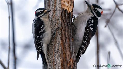 Downy Woodpecker vs Hairy Woodpecker - Identification of two black-and ...