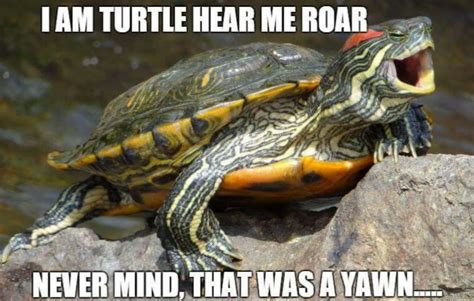 Turtle Meme