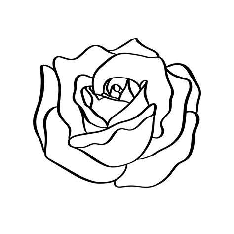 Rose sketch. Black outline on white background. Vector illustration ...