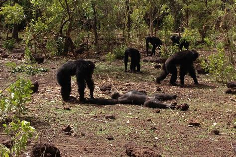 Chimps beat up, murder and then cannibalise their former tyrant | New ...