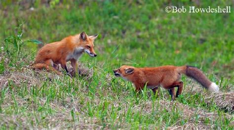 Tennessee Watchable Wildlife | Red Fox (Hunted) | Fox, Red fox, Fox hunting