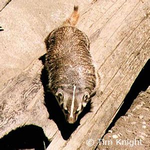 American Badger Facts - California NatureMapping