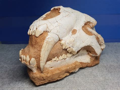 Sabertooth cat - Is It Real? How to Recognize Fossil Fabrications - The Fossil Forum