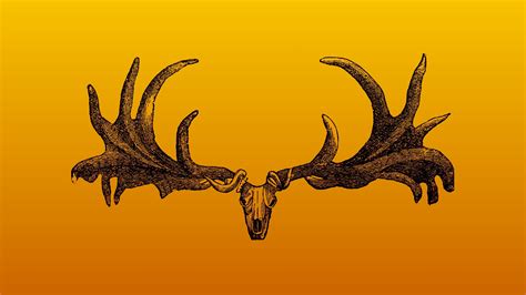 Irish Elk Skull and Antlers [2560x1440] | Elk skull, Irish elk, Antlers